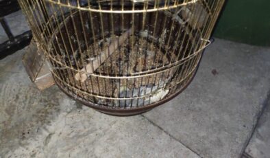 İŞYERİNDE ÇIKAN YANGINDA PAPAĞAN TELEF OLDU