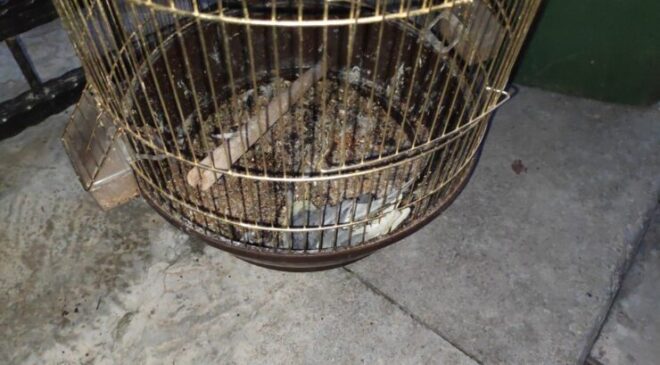 İŞYERİNDE ÇIKAN YANGINDA PAPAĞAN TELEF OLDU