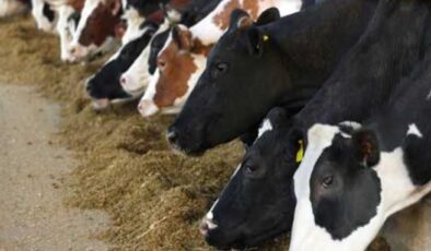 MALİYET ARTIŞLARI ÜRETİCİYİ VURDU