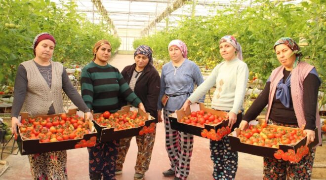 TOPRAKSIZ TARIMLA ÜRETİLEN DOMATESLER İHRACATIN GÖZDESİ OLDU