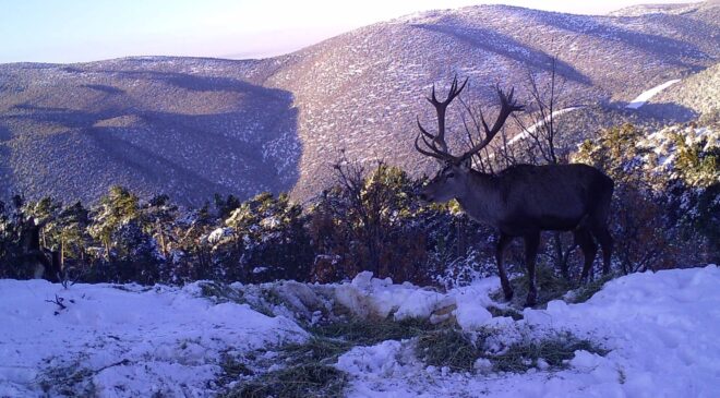 KIZIL GEYİKLERİN MUHTEŞEM GÖRÜNTÜSÜ BELGESELİ ARATMADI