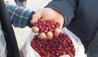 DAĞLARDAN GELEN ŞİFA KAYNAĞI; KUŞBURNU