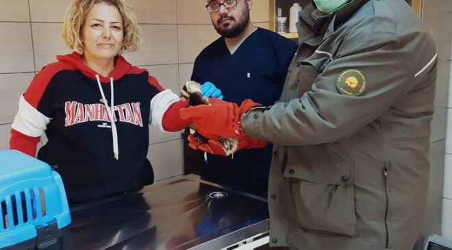 KÖPEKLERİN SALDIRISINDA YARALANAN YAVRU ALACA SANSAR TEDAVİ ALTINA ALINDI