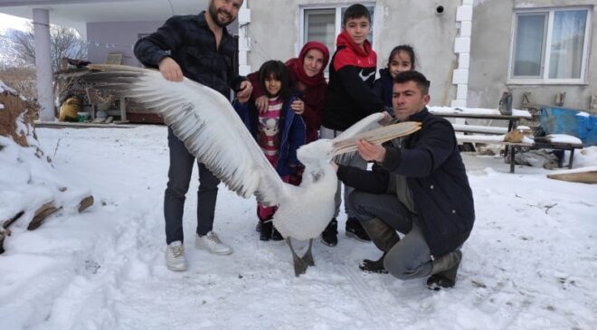 ÜZÜM BAĞINA DÜŞEN PELİKANA SAHİP ÇIKTILAR