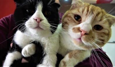 YARAMAZ KEDİLERİN BALIKLARLA OYUNU PAHALIYA MAL OLDU