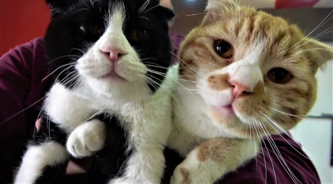 YARAMAZ KEDİLERİN BALIKLARLA OYUNU PAHALIYA MAL OLDU