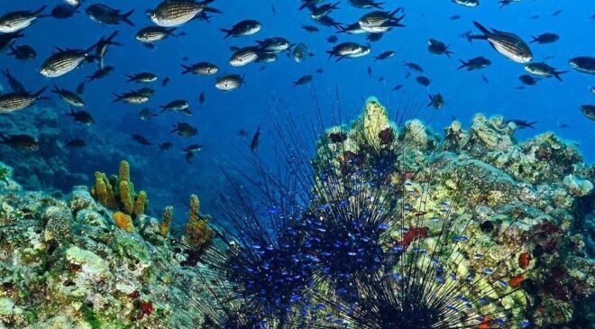 UNESCO TÜRKİYE’DE ÖRNEK PROJE GÖSTERDİ