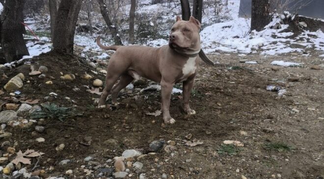 YASAKLI IRK KÖPEK BESLEYEN 1 KİŞİYE 14 BİN 982 TL İDARİ PARA CEZASI