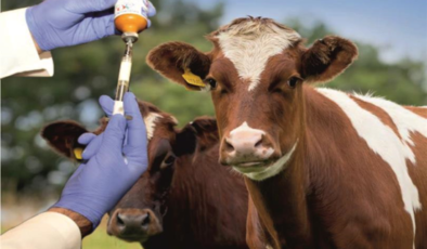 ŞAP HASTALIĞIYLA MÜCADELE İÇİN AŞILAMA KAMPANYASI BAŞLATILDI