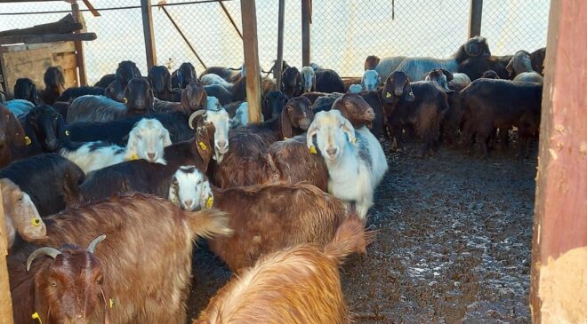 ŞİDDETLİ YAĞIŞTA MAHSUR KALAN 87 HAYVANI İTFAİYE KURTARDI