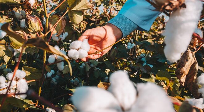 ORGANİK EGE PAMUĞUNDAN ÜRETİLMİŞ TEKSTİL ÜRÜNLERİ ÇEVRE DOSTU VE DAHA GÜVENLİ