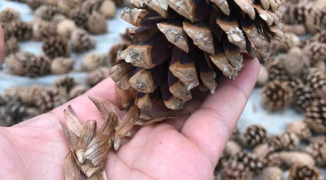 KOZALAKLAR YEŞİL VATANA DÖNÜŞÜYOR