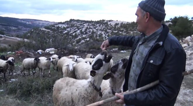 MEKTEPLİ ÇOBANLAR