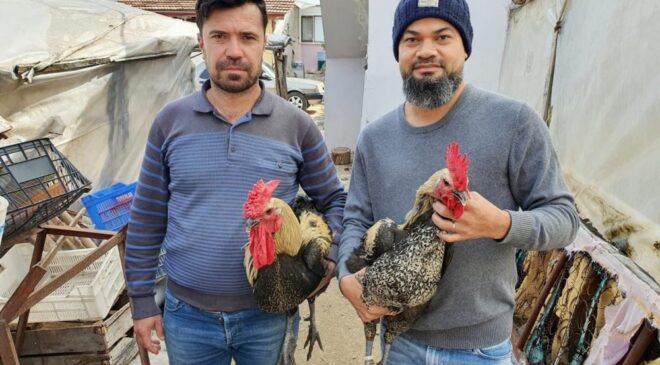 DENİZLİ HOROZUNUN YUMURTASI YURT DIŞINA 50 TL’YE SATILIYOR