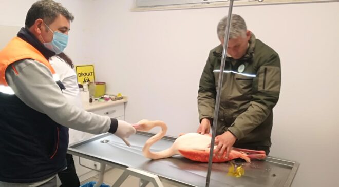 AYAĞI KIRILINCA MAHSUR KALAN FLAMİNGO İÇİN SEFERBER OLDULAR