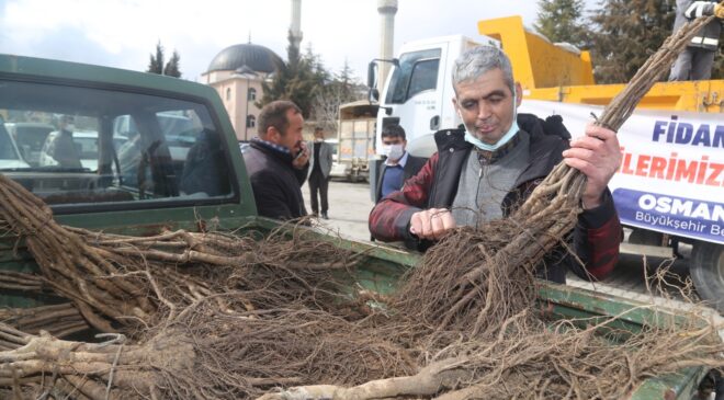 ÇAMELİ’NDE CEVİZ ÜRETİM ALANLARI GENİŞLETİLİYOR
