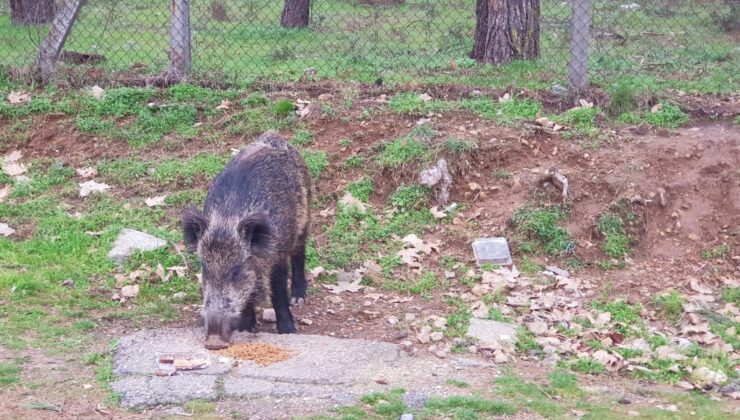 AÇ KALAN DOMUZ KEDİLERİN MAMASINA ORTAK OLDU