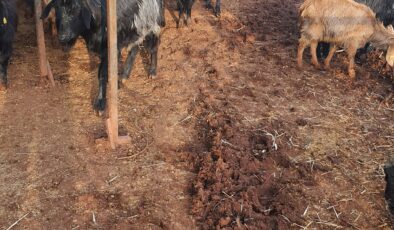 “KÜÇÜKBAŞTA TABAN FİYAT UYGULAMASINA GEÇİLMELİ”