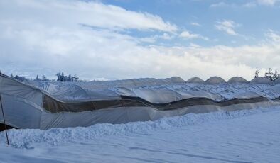 YOĞUN KAR YAĞIŞI SERA VE AĞILLARDA HASAR OLUŞTURDU