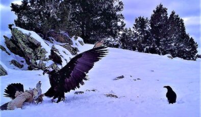 YABAN HAYATININ AĞIR KIŞ KOŞULLARINDA YİYECEK TELAŞI