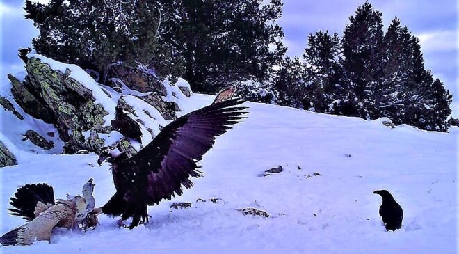 YABAN HAYATININ AĞIR KIŞ KOŞULLARINDA YİYECEK TELAŞI
