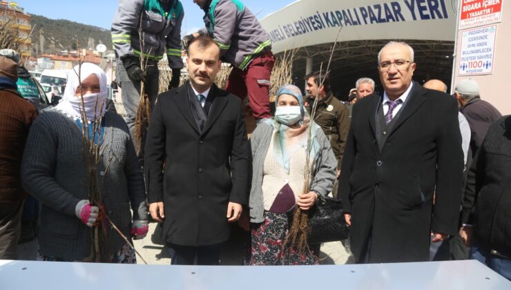 VATANDAŞLARA 9 BİN ADET AŞILI CEVİZ FİDANI DAĞITILDI