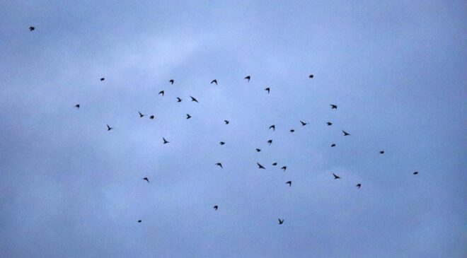 SIĞIRCIK KUŞLARININ GÜN DOĞUMU DANSI GÖRENLERİ MEST ETTİ