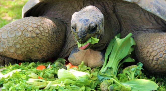 DEVASA KAPLUMBAĞAYA 102. YAŞ SÜRPRİZİ