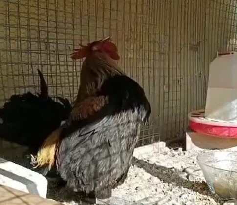 DÜNYAYA ÜN SALAN BAYILAN HOROZDAN ÜZEN HABER