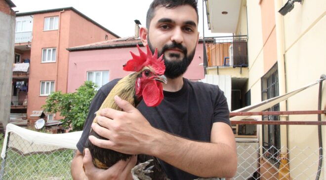 Dünyaya ün salan bayılan horozdan üzen haber￼￼￼￼￼
