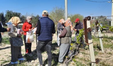 SALKIM GÜVESİNE KARŞI BİYOTEKNİK MÜCADELE