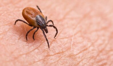 HAVALARIN ISINMASIYLA KENELER ARTTI