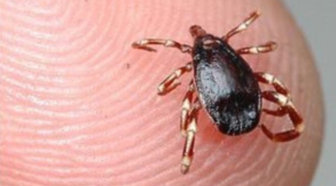 UZMANLAR KENELERE KARŞI UYARDI