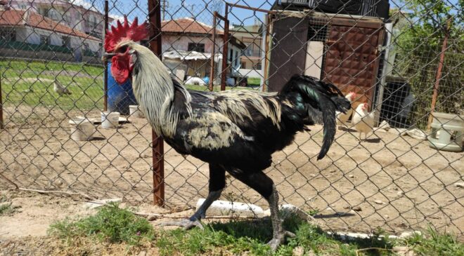 BAYILAN HOROZUN AKRABALARI İLGİ ODAĞI OLDU