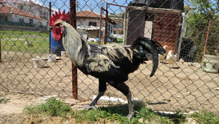 BAYILAN HOROZUN AKRABALARI İLGİ ODAĞI OLDU