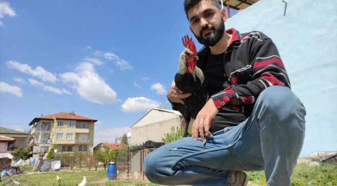 Bayılan horozun akrabaları ilgi odağı oldu