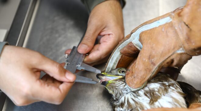 YARALI KIZIL ŞAHİN TEDAVİ EDİLDİKTEN SONRA DOĞAYA BIRAKILDI