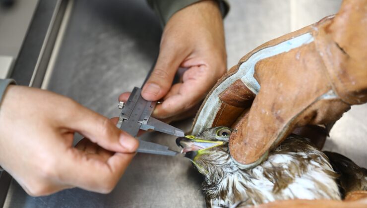 YARALI KIZIL ŞAHİN TEDAVİ EDİLDİKTEN SONRA DOĞAYA BIRAKILDI