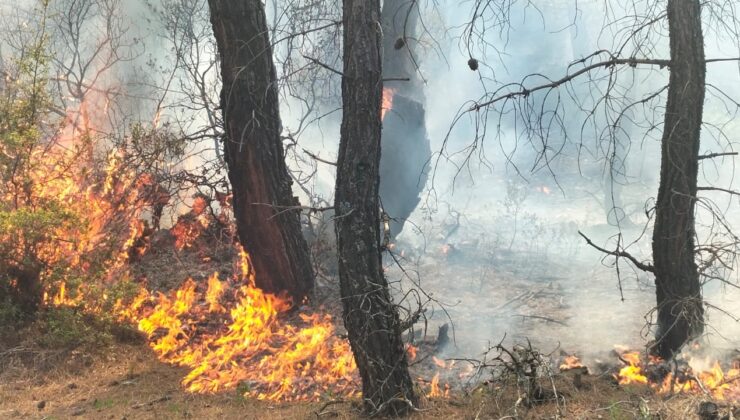 PAMUKKALE’DE 1 GÜNDE 2 ORMAN YANGINI