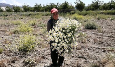 ŞİFA DEPOSU MAYIS PAPATYASINDA HASAT ZAMANI