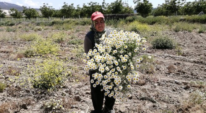 ŞİFA DEPOSU MAYIS PAPATYASINDA HASAT ZAMANI