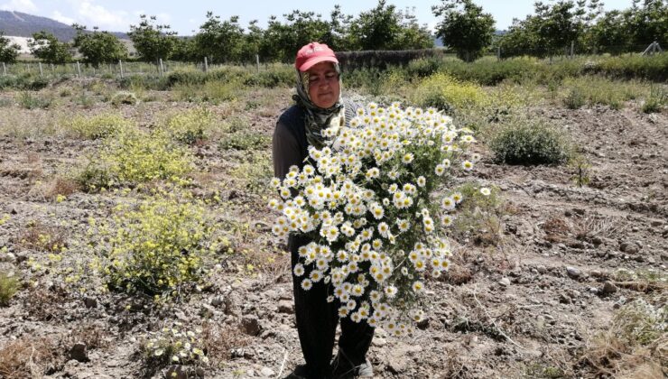 ŞİFA DEPOSU MAYIS PAPATYASINDA HASAT ZAMANI