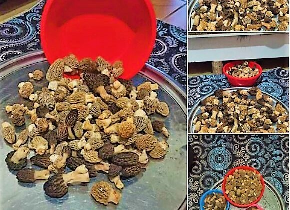 KUZUGÖBEĞİNİN FİYATI CEP YAKIYOR