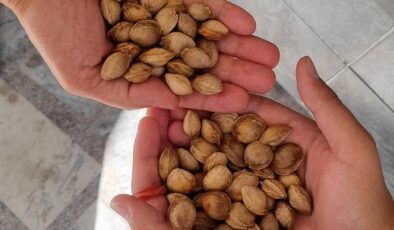 MEYVE ÇEKİRDEKLERİ AĞAÇ OLSUN KAMPANYASI