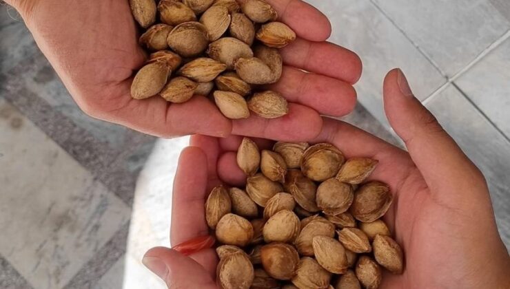 MEYVE ÇEKİRDEKLERİ AĞAÇ OLSUN KAMPANYASI