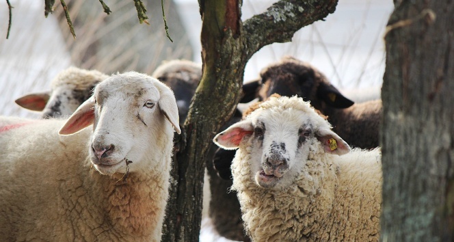 TARIM VE ORMAN BAKANLIĞI UYULMASI GEREKEN ESASLARI BELİRLEDİ