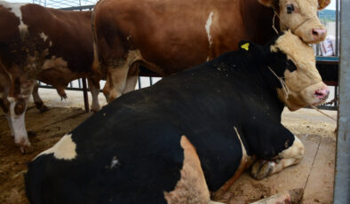 HAYVAN PAZARININ GÖZDESİ OLDULAR