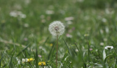 UZMANLARDAN POLEN UYARISI