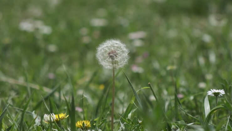 UZMANLARDAN POLEN UYARISI