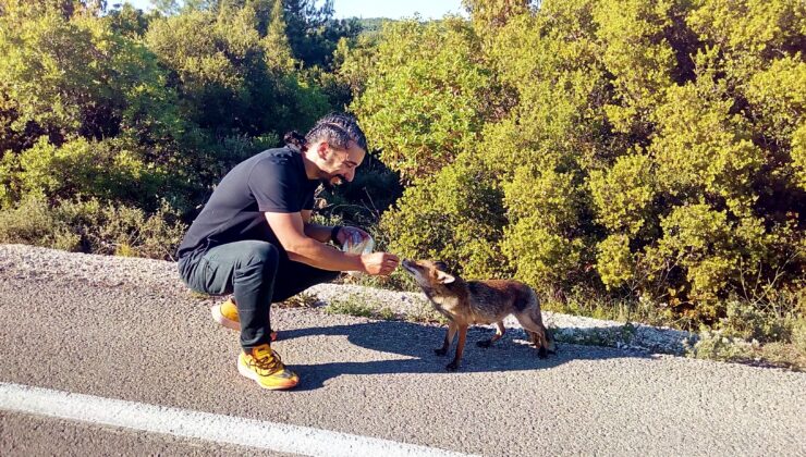 YOLA FIRLAYAN TİLKİ SÜRÜCÜLERİN MASKOTU OLDU